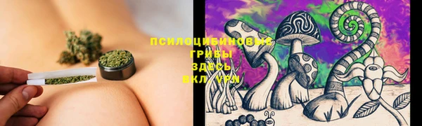 прущие грибы Абинск
